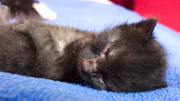 Een kitten die opgegroeid is in de opname van Dierenkliniek Wilhelminapark